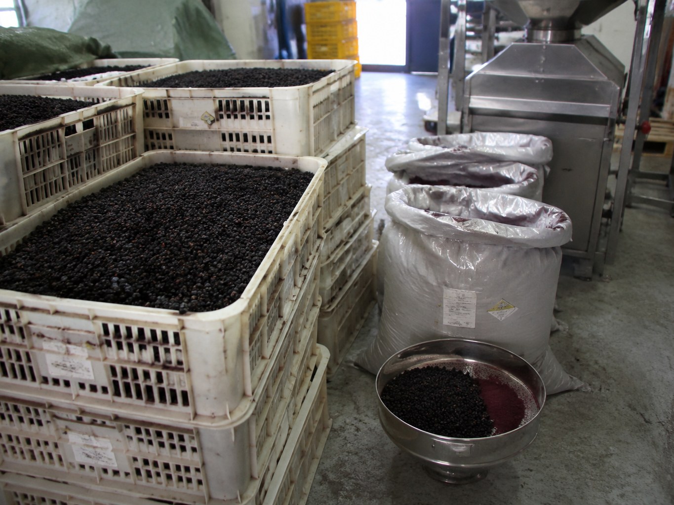 Elderberry