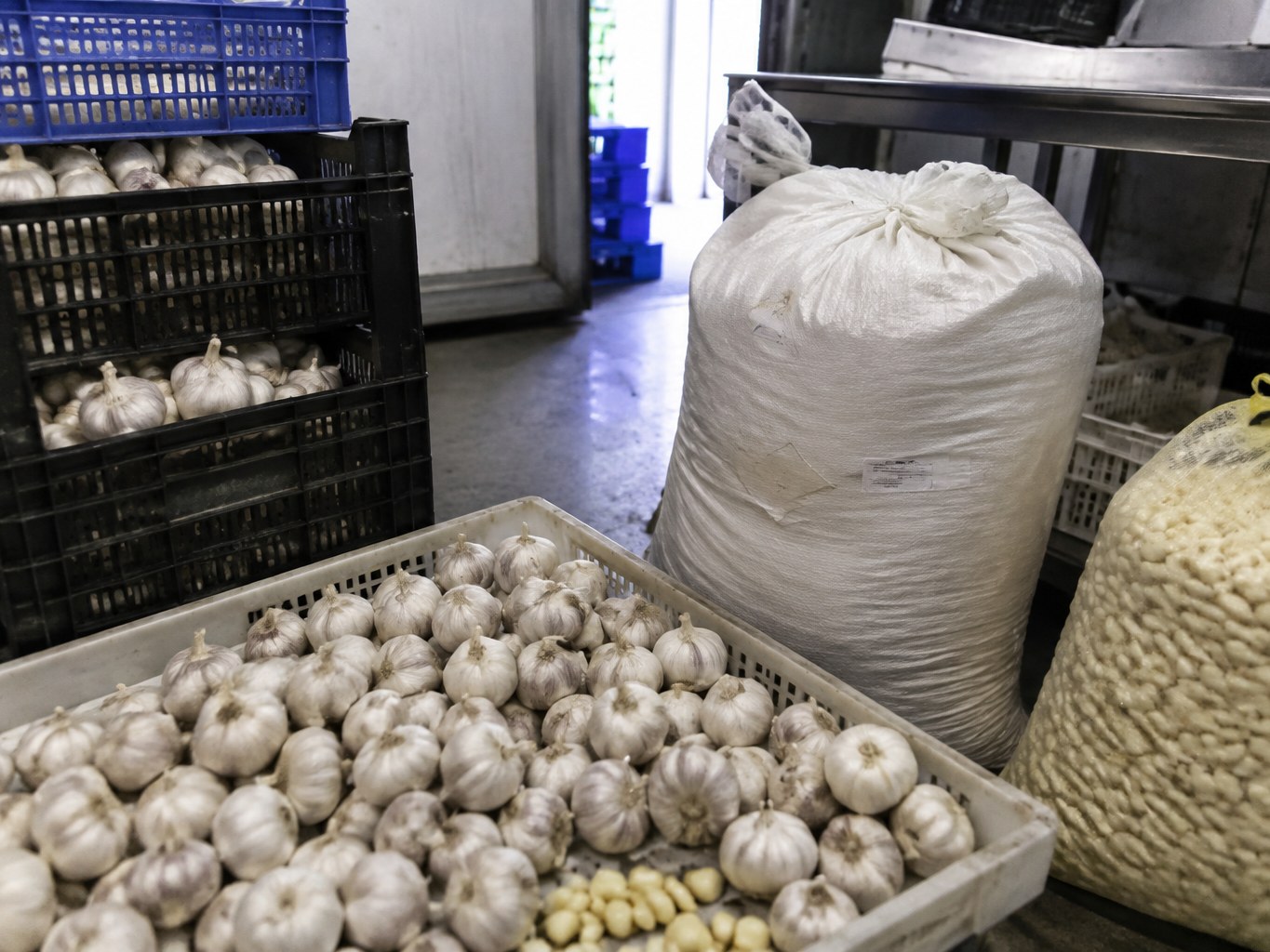 Garlic