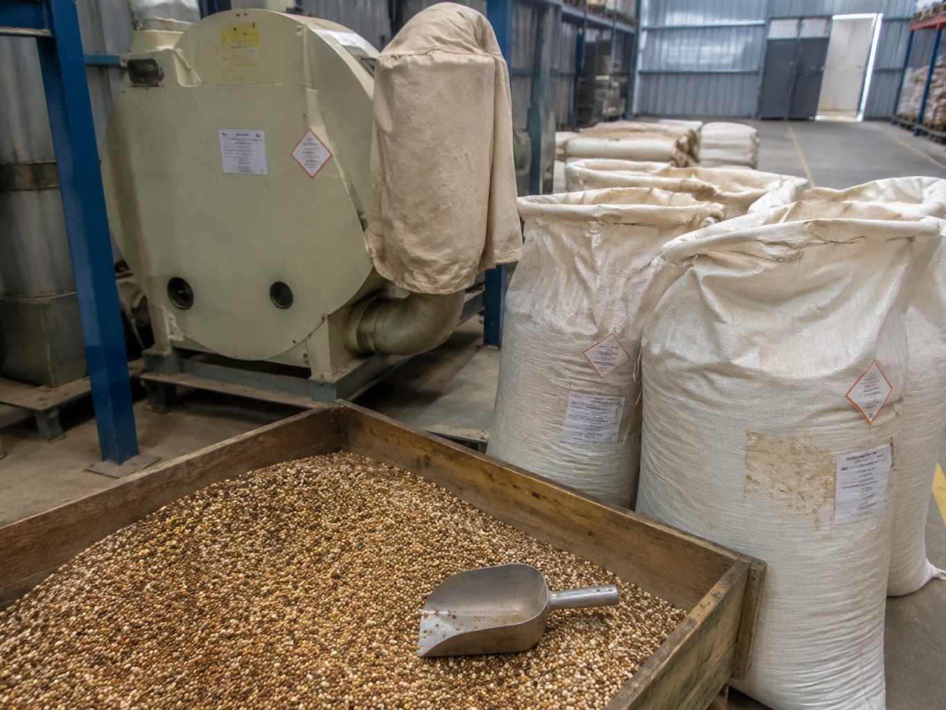 Sorghum