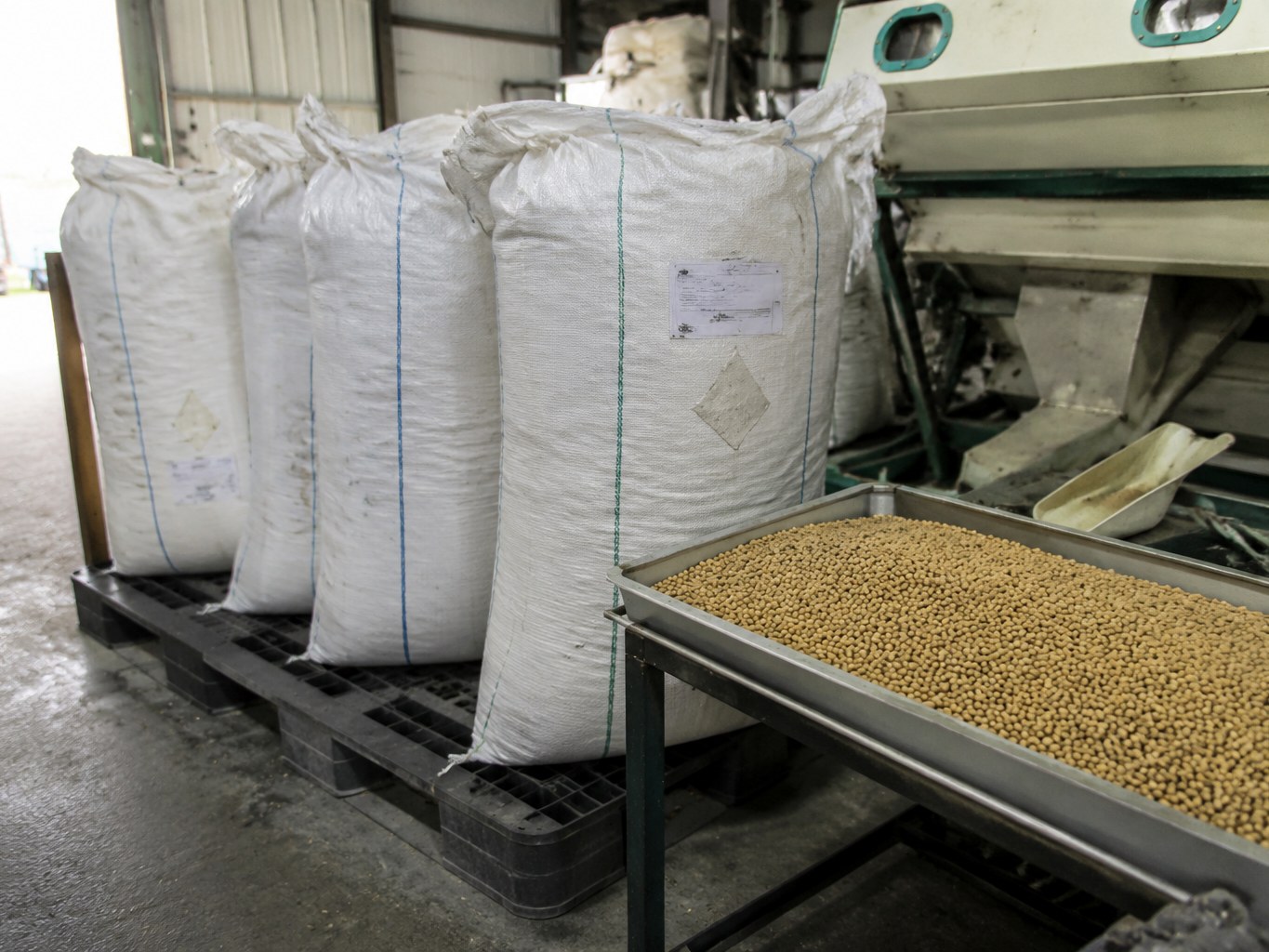 Soya Beans